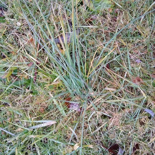 wild garlic