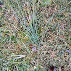 wild garlic thumbnail 1