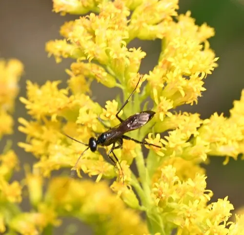 Priocnemis notha