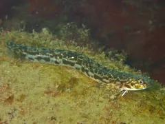 Slender Eelblenny thumbnail 1