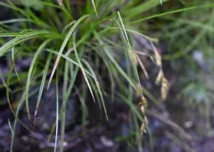 Bolander's sedge thumbnail 3
