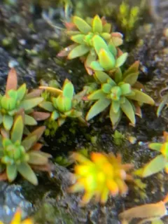 Toothed Pogonatum Moss thumbnail 1