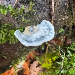 Blue Cheese Polypore thumbnail 2