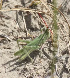 Green Fool Grasshopper thumbnail 1