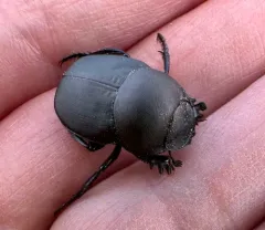 Eastern Tumblebug thumbnail 2