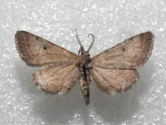 Dimorphic Gray thumbnail 2