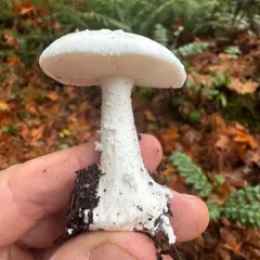 Western Woodland Lepidella thumbnail 4