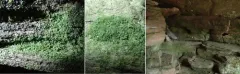 Appalachian shoestring fern thumbnail 3