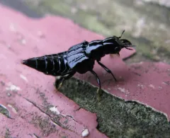Oxyporus stygicus thumbnail 3