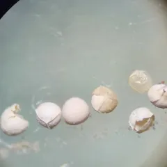 western quillwort thumbnail 4