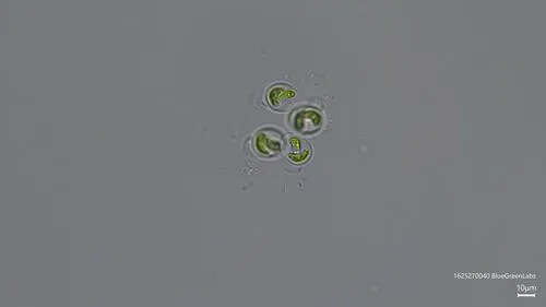 Nephrocytium agardhianum