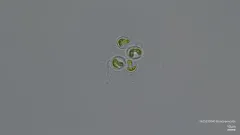 Nephrocytium agardhianum thumbnail 1