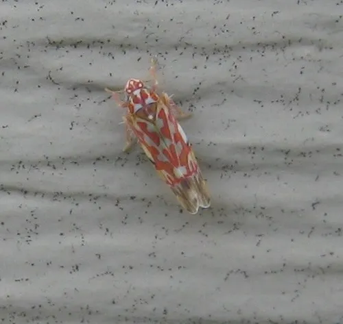 Erythroneura festiva