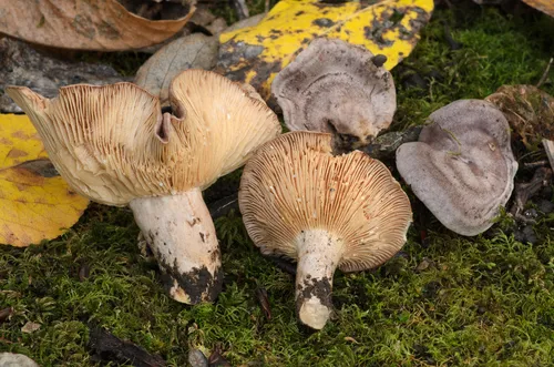 stumpy milkcap