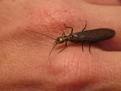 Slenderhead Sallfly thumbnail 3