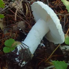 Western Woodland Lepidella thumbnail 2
