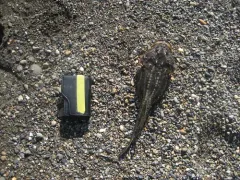 Fourhorn Sculpin thumbnail 3