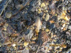 Saduria entomon thumbnail 2