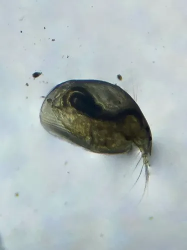 Disparalona hamata