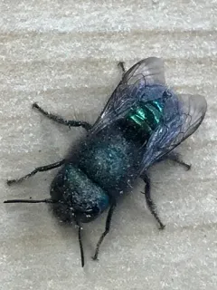 Blueberry Mason bee thumbnail 4