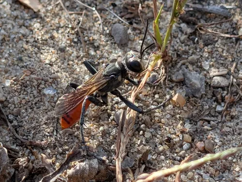 Parker's Thread-waisted Wasp