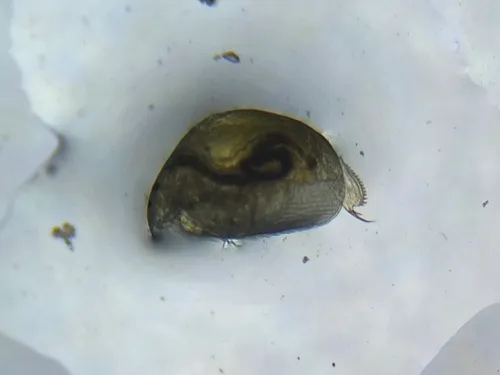 Alona affinis