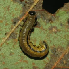 striped alder sawfly thumbnail 4