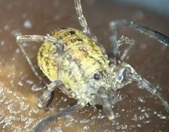 Paroligolophus meadii thumbnail 2