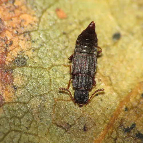 Saw-collared Carinated Rove Beetle
