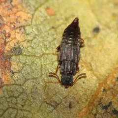 Saw-collared Carinated Rove Beetle thumbnail 1