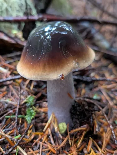 Cortinarius vanduzerensis
