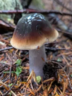 Cortinarius vanduzerensis thumbnail 1