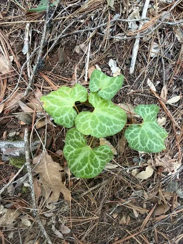 Hartweg's wild ginger