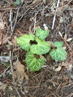 Hartweg's wild ginger thumbnail 1