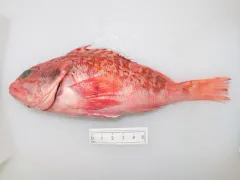 Blackbelly Rosefish thumbnail 3