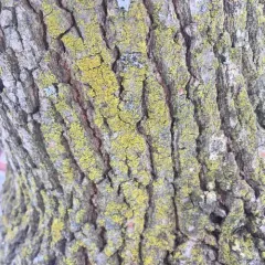 Candleflame Lichen thumbnail 2