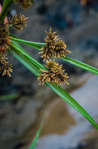 Whiteedge Flatsedge