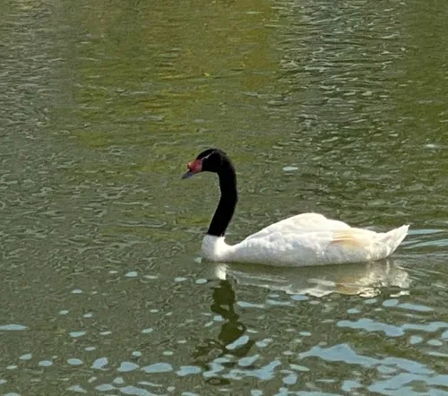 Black-necked Swan