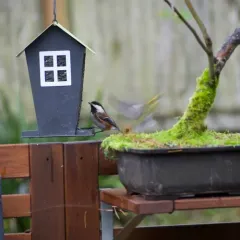 Chestnut-backed Chickadee thumbnail 4