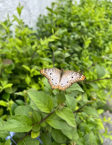 White Peacock