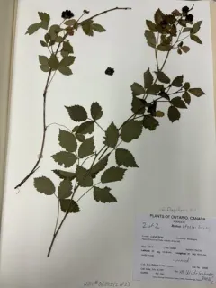 Steele's Dewberry thumbnail 4