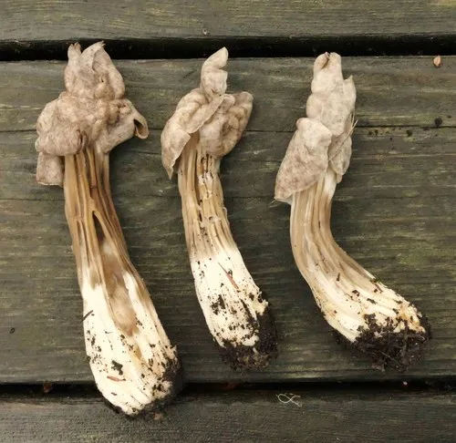 Fluted Brown Elfin Saddle