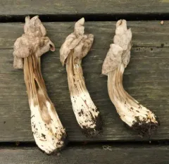 Fluted Brown Elfin Saddle thumbnail 1