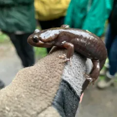 Northwestern Salamander thumbnail 4