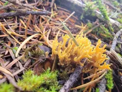 Phaeoclavulina flaccida thumbnail 2