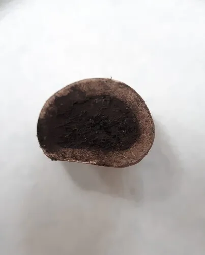 Elaphomyces papillatus