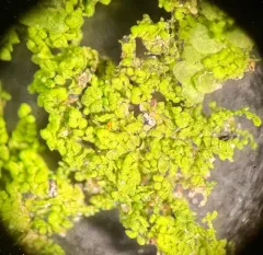 Biddlecome's Pouncewort thumbnail 4