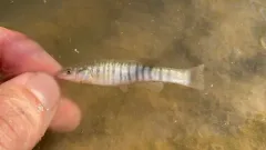 Northern Plains Killifish thumbnail 2