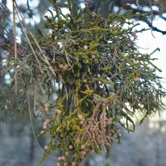 Juniper Mistletoe thumbnail 2