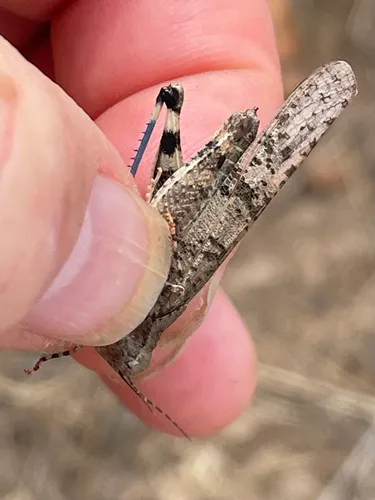 Occidental Grasshopper